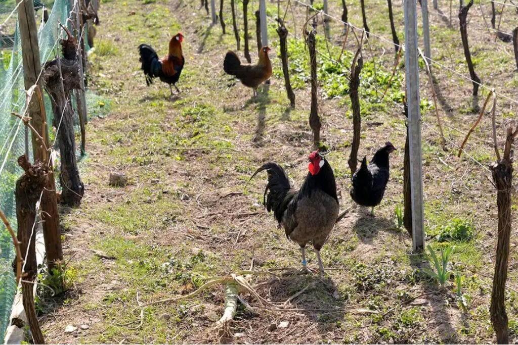 Gite L'Oeuf Ou La Poule, Parking Prive, Sur Domaine Viticole Ribeauvillé Zewnętrze zdjęcie